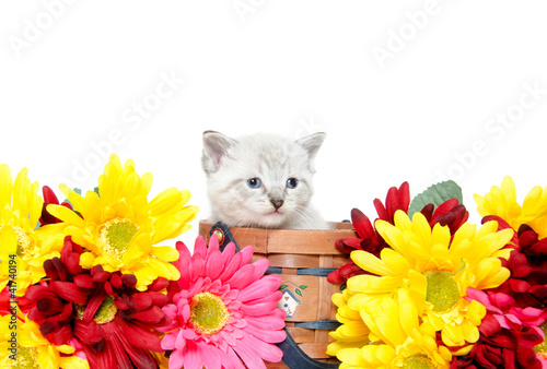 Fototapeta Naklejka Na Ścianę i Meble -  Cute baby kitten
