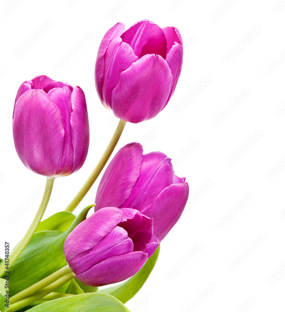 Fototapeta premium Pink tulips