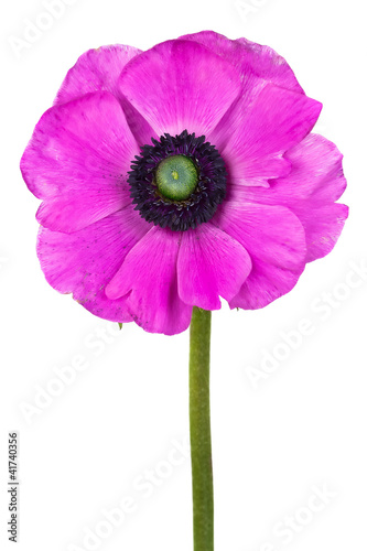 Beautiful purple anemone flower