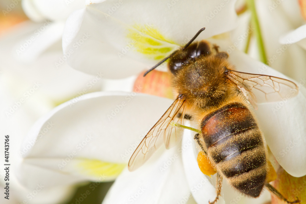 A bee on a flower of acacia - obrazy, fototapety, plakaty 