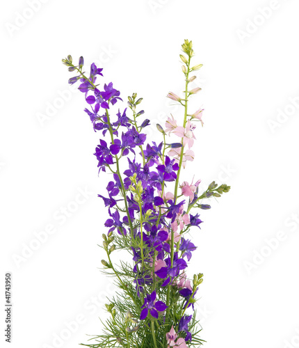 bouquet of wild flowers isolated