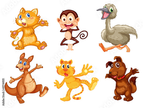 Animal series
