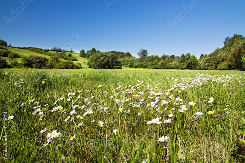 Fototapeta Naklejka Na Ścianę i Meble -  Spring flowering meadow