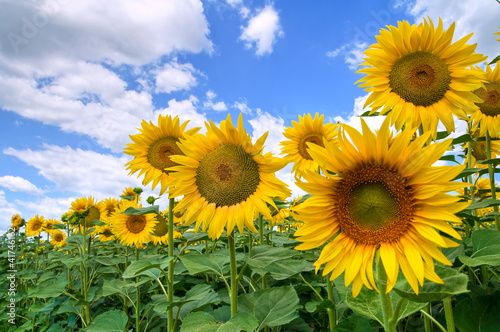 Sunflower field.