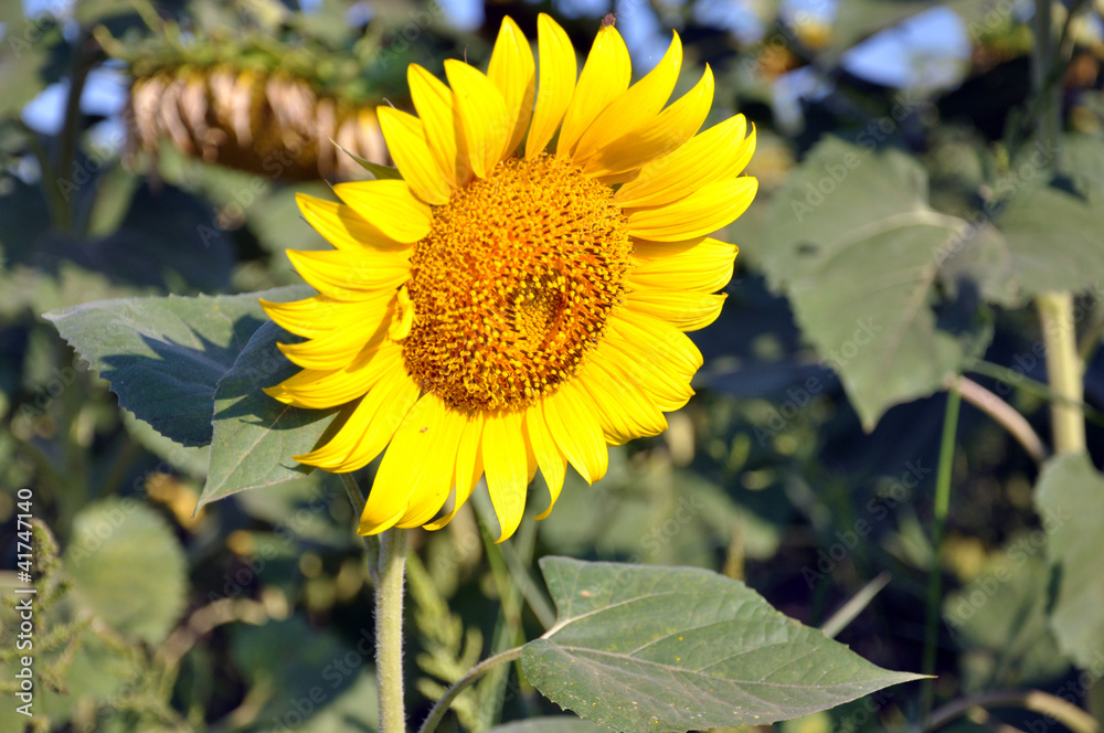 Obraz premium Подсолнух