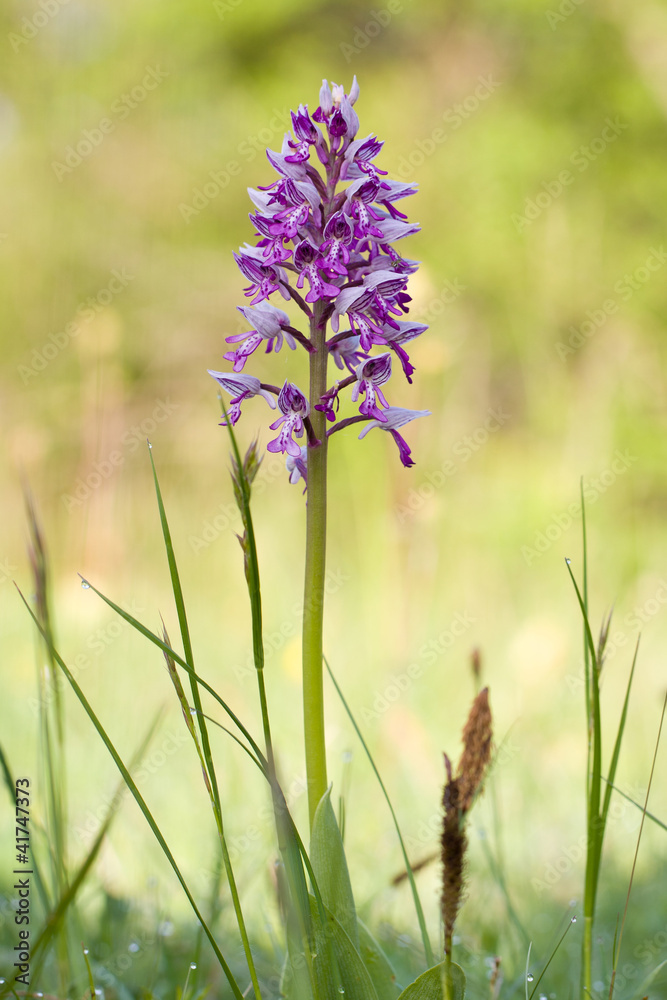 Naklejka premium Helm-Knabenkraut