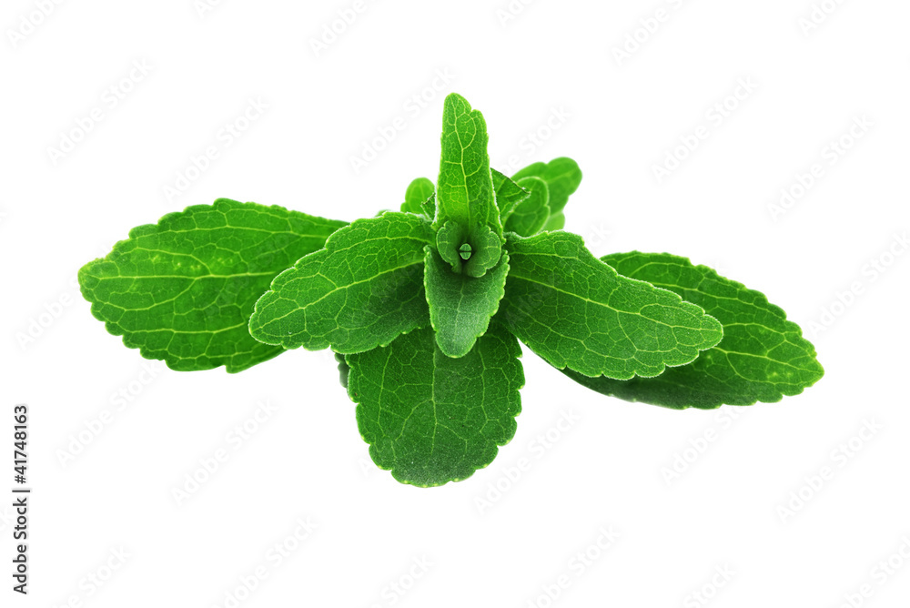 Stevia Leaves StockFoto Adobe Stock
