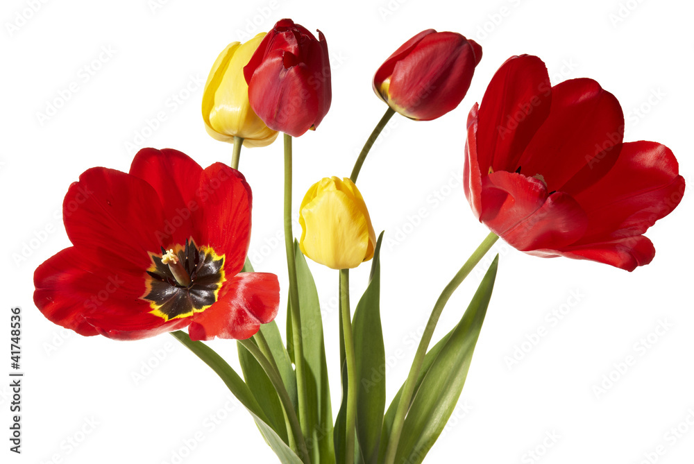 Tulips Tulips