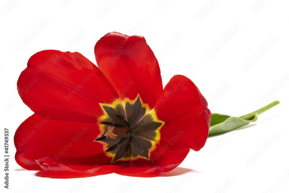 Tulips Tulips