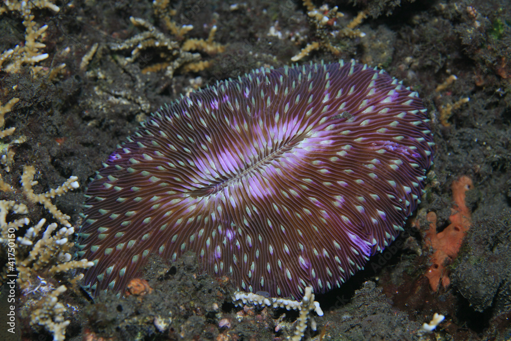 Naklejka premium Pilzkoralle