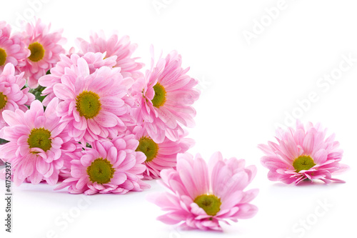 chrysanthemum flowers