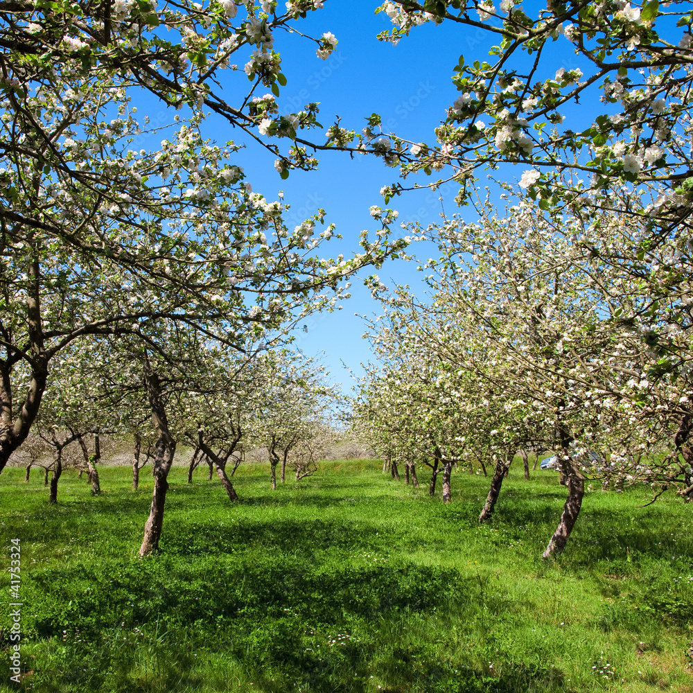 Obraz premium Kwitnąca jabłoń na wiosnę C