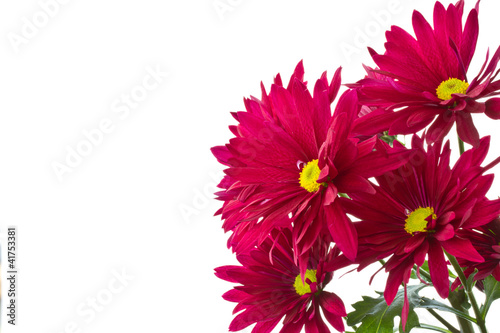 chrysanthemum flowers