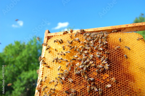 ramka pszczela
