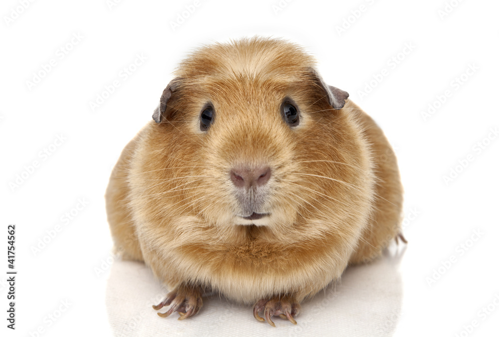 Guinea pig Guinea pig