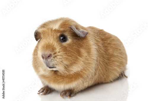 Guinea pig