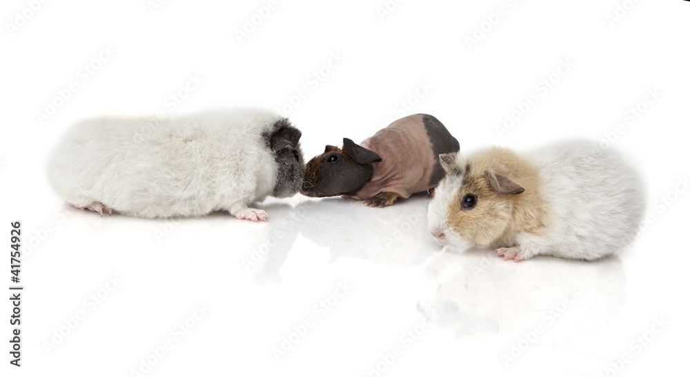 Guinea pig Guinea pig