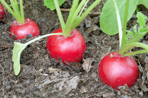 Obraz na plátně Three radishes on a bed garden