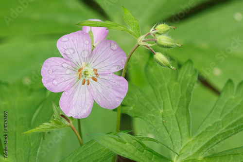 Fototapeta Naklejka Na Ścianę i Meble -  Pink Bloom