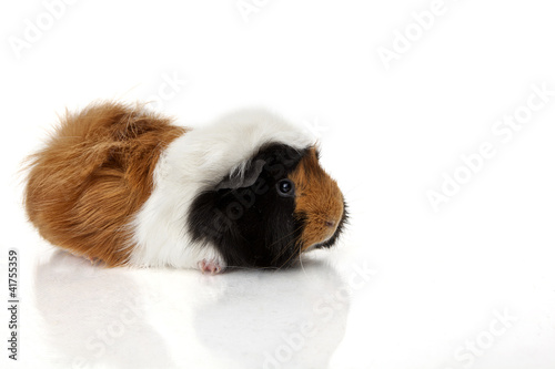 Guinea pig