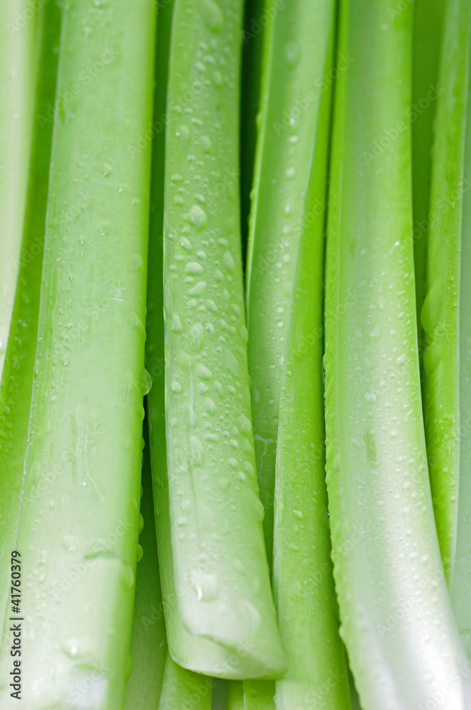 ギボウシ　-Hosta-