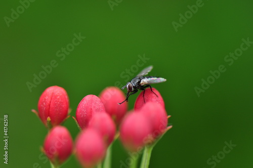 Insect on Flower Macro