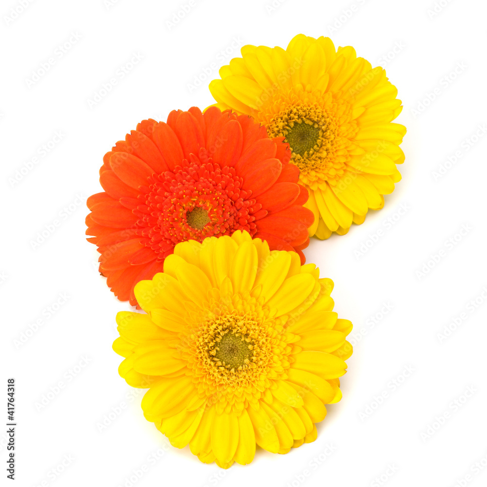 Beautiful daisy gerbera flowers Beautiful daisy gerbera flowers