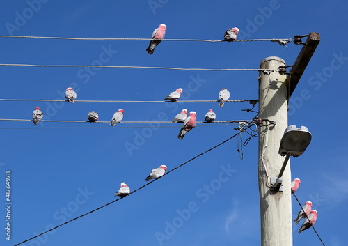 Galah (Cacatua roseicapilla) Cockatoos. Oberon. NSW. Australia.