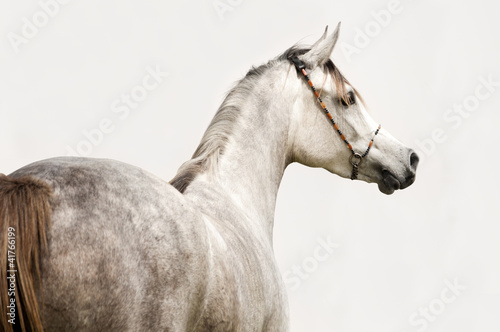 An Arabian Horse on a pasture