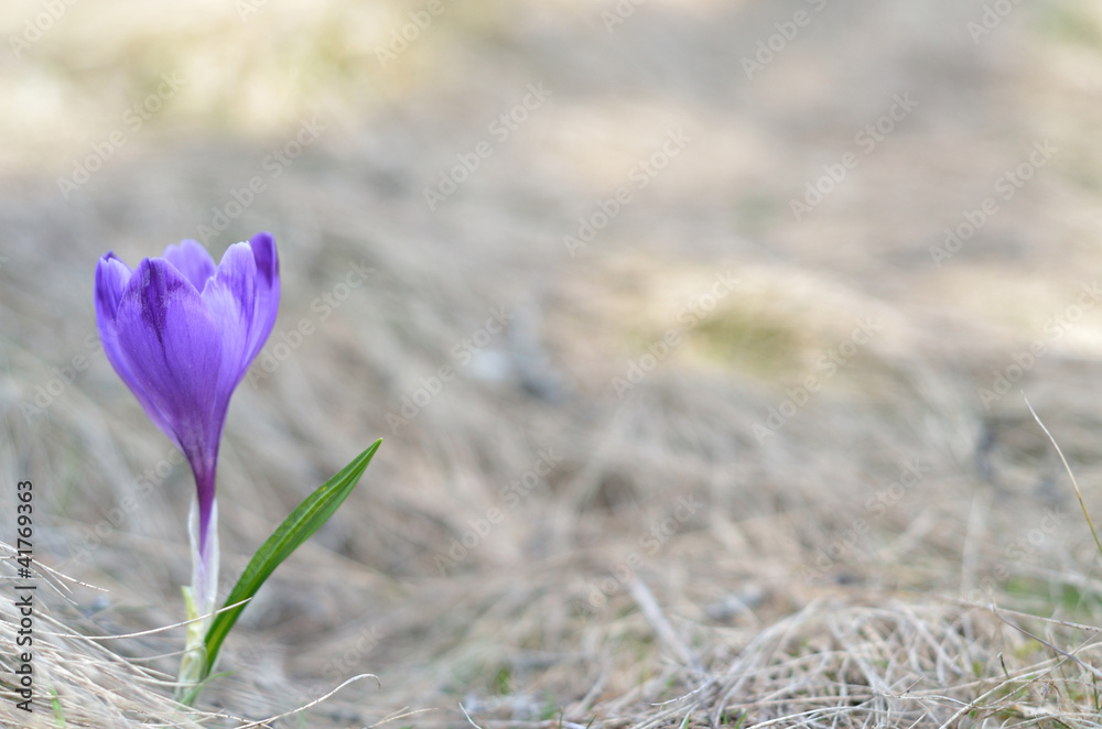 blossoming crocus