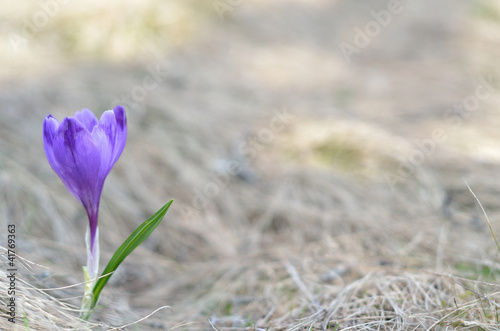 Obraz na płótnie blossoming crocus w salonie