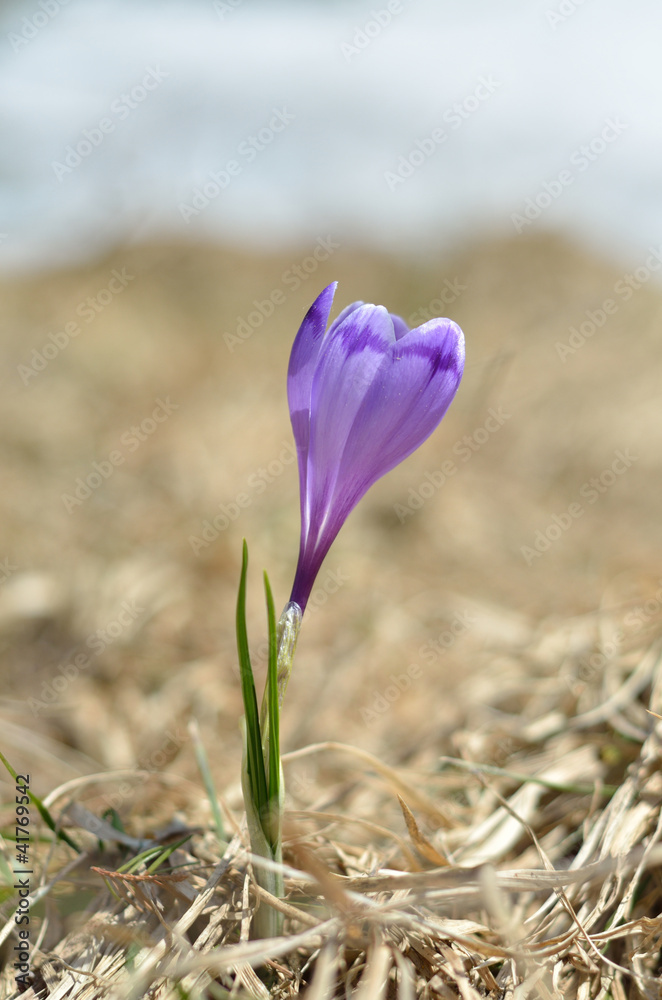 spring crocus