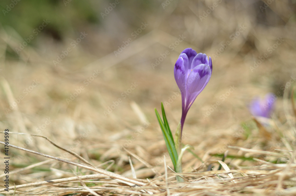 violet spring crocus pushing up through the grass