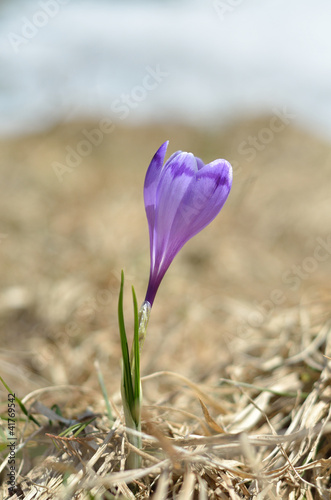 Obraz na płótnie spring crocus w salonie