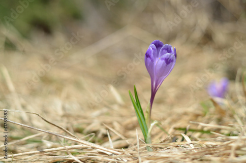 Obraz na płótnie violet spring crocus pushing up through the grass w salonie