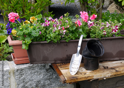 Pflanzen Garten Blumenkästen photo