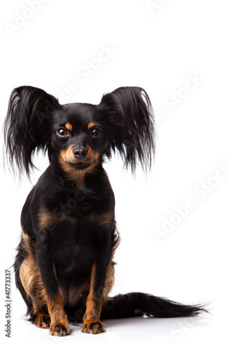 Toy terrier. Russian toy terrier  on a white background photo