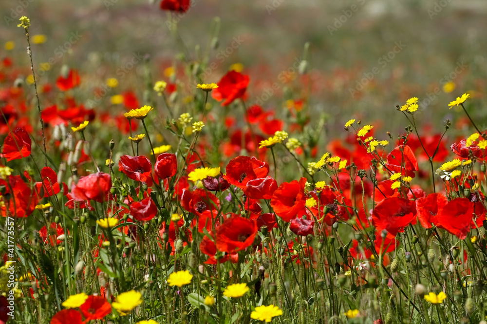 view of field of red poppys