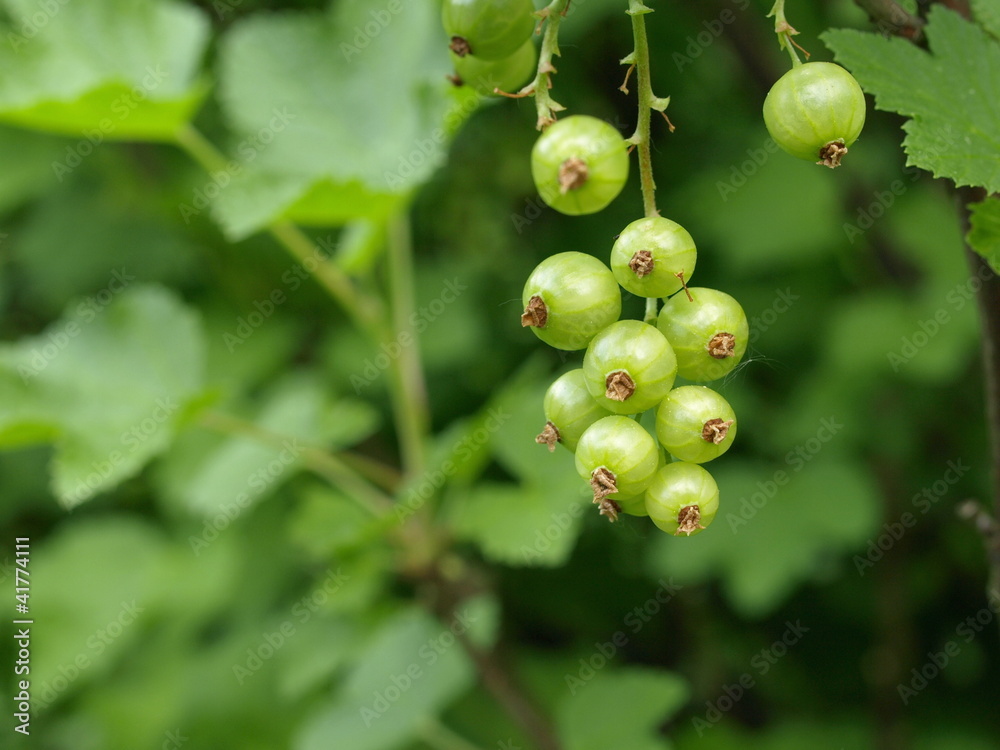 Johannisbeeren Johannisbeeren