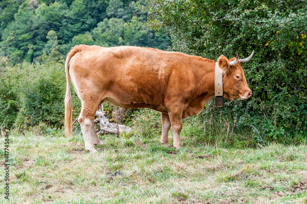 Vache pyrénéenne 3