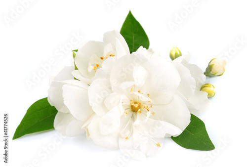 Canvastavla White flowers of jasmine