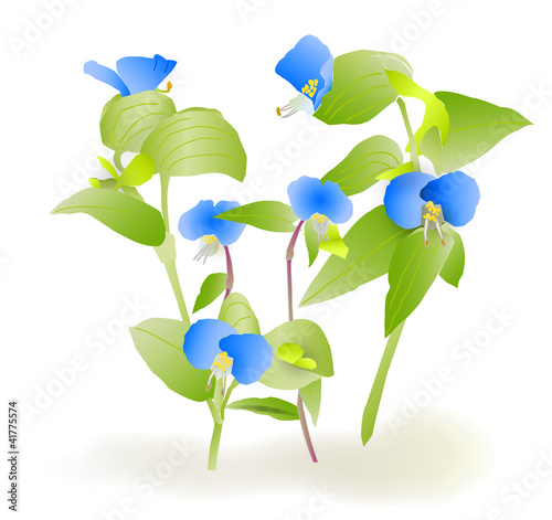 つゆ草 Stock イラスト Adobe Stock