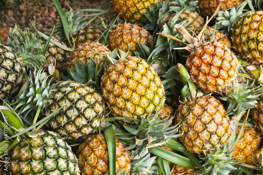 Group of pineapple Group of pineapple