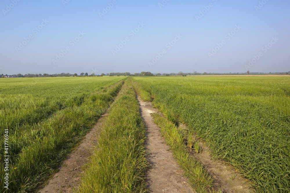 barley fields barley fields