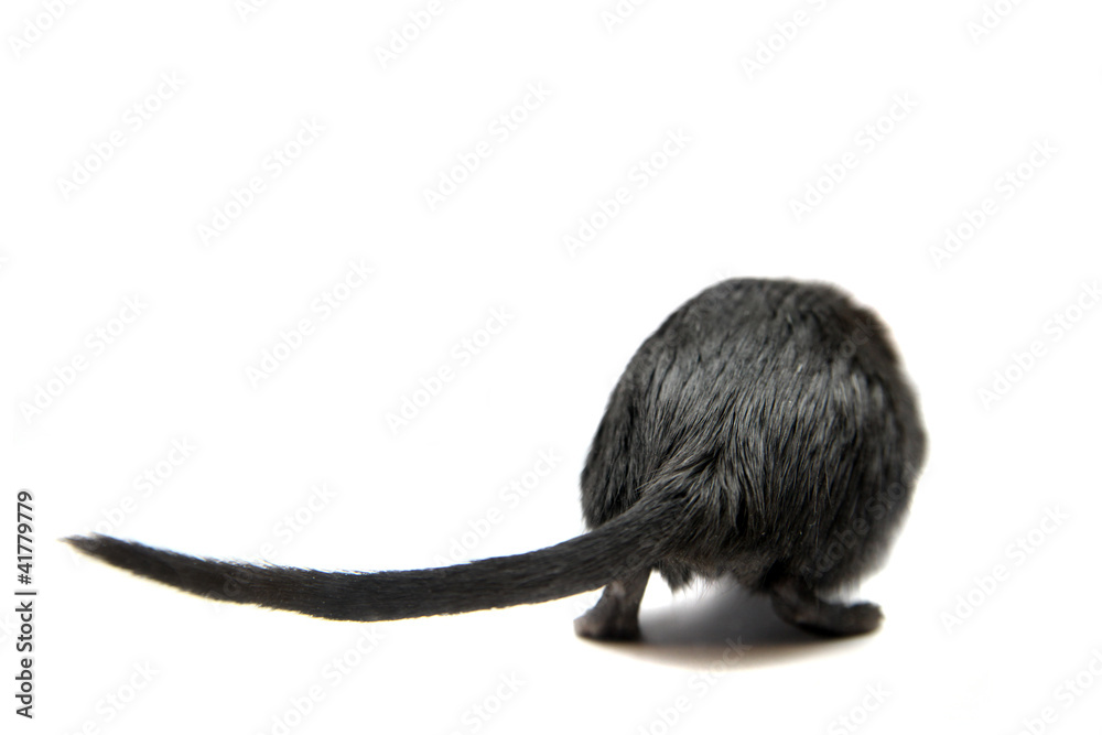 Obraz premium Black gerbil, isolated on white background