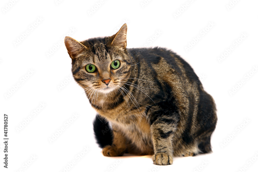 A marble mixed breed cat, isolated on white