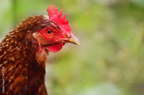 head of chicken brown on a background of green
