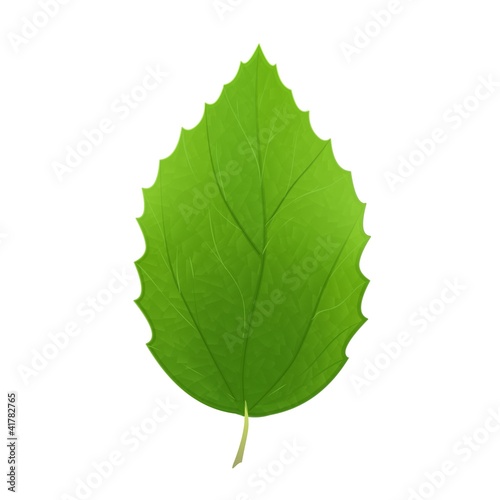 Detailed Leaf