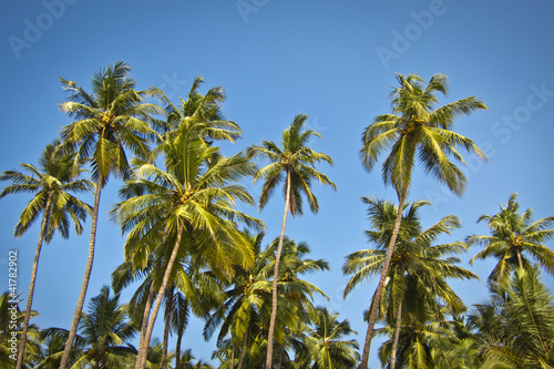 beautiful palm trees against blue sunny sky