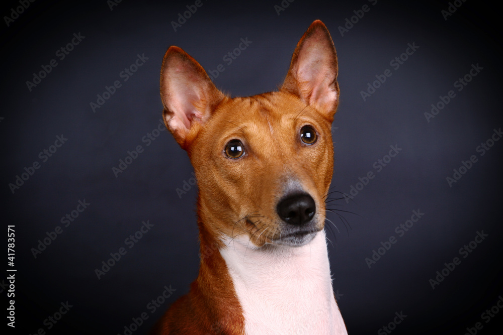 Basenji-dog on the black background Basenji-dog on the black background